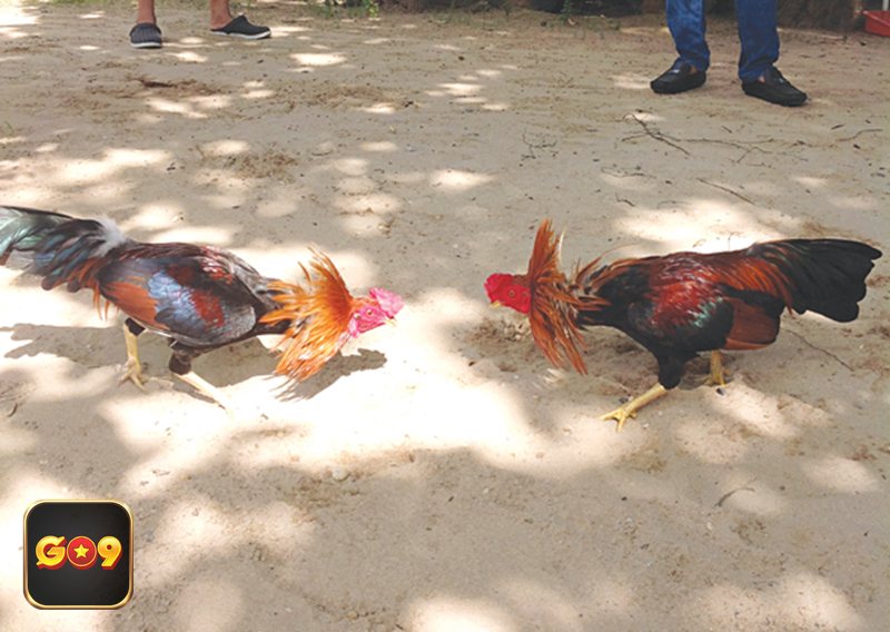 Luật Đá Gà - Luật Đá Gà về thời gian thi đấu và cách chia hiệp Luật Đá Gà - Luật Đá Gà về thời gian thi đấu và cách chia hiệp