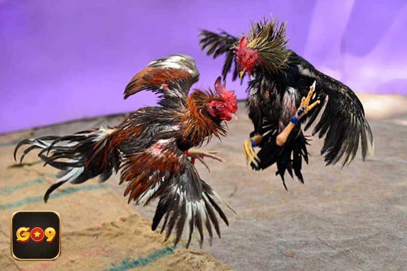 Luật Đá Gà - Luật Đá Gà miền Bắc là gì và có gì đặc trưng Luật Đá Gà - Luật Đá Gà miền Bắc là gì và có gì đặc trưng