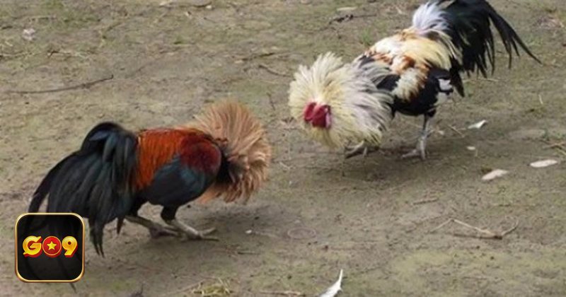 Luật Đá Gà - Luật Đá Gà về quy định chọn gà thi đấu Luật Đá Gà - Luật Đá Gà về quy định chọn gà thi đấu