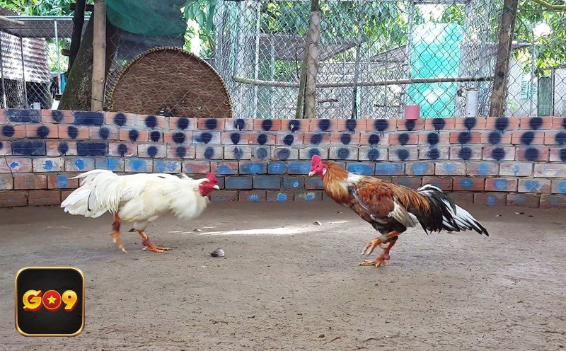 Đá gà trực tiếp - Video HD và cách hạn chế giật lag