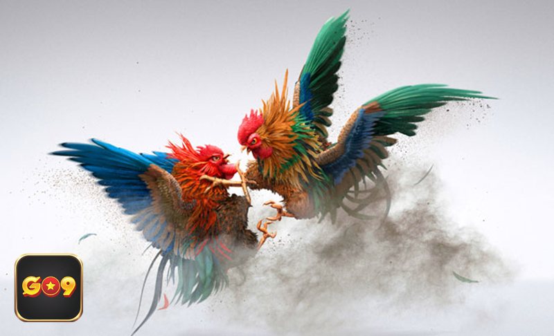 Đá gà Go9 - Cựa dao: tốc độ và tính quyết định cao Đá gà Go9 - Cựa dao: tốc độ và tính quyết định cao