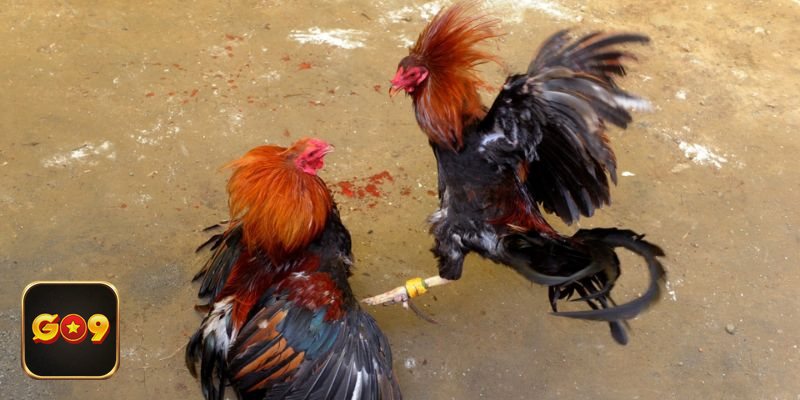 Đá gà trực tiếp - Quản lý vốn và tâm lý để chơi bền