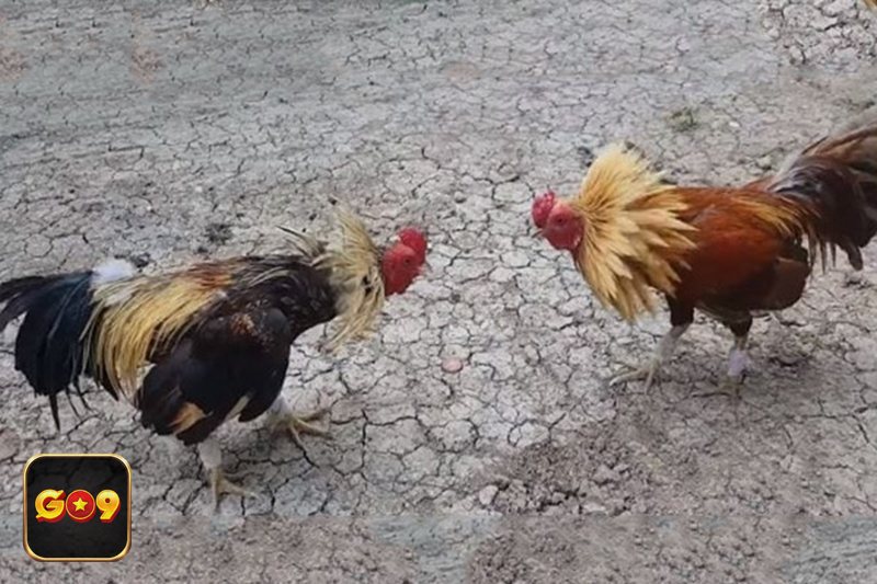 Đá gà trực tiếp - Vì sao người chơi ưa chuộng