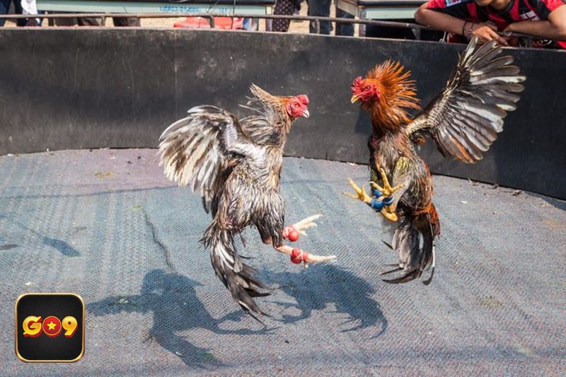 Đá gà Go9 - Đá gà Go9 có gì nổi bật cho người chơi mới? Đá gà Go9 - Đá gà Go9 có gì nổi bật cho người chơi mới?